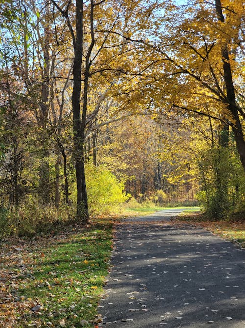 A Footpath in the Autumn Park