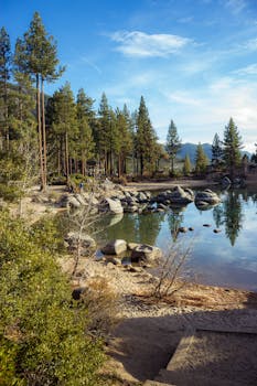 晴朗的天空下，松树倒映在平静的湖水中，岩石海岸线一片宁静
