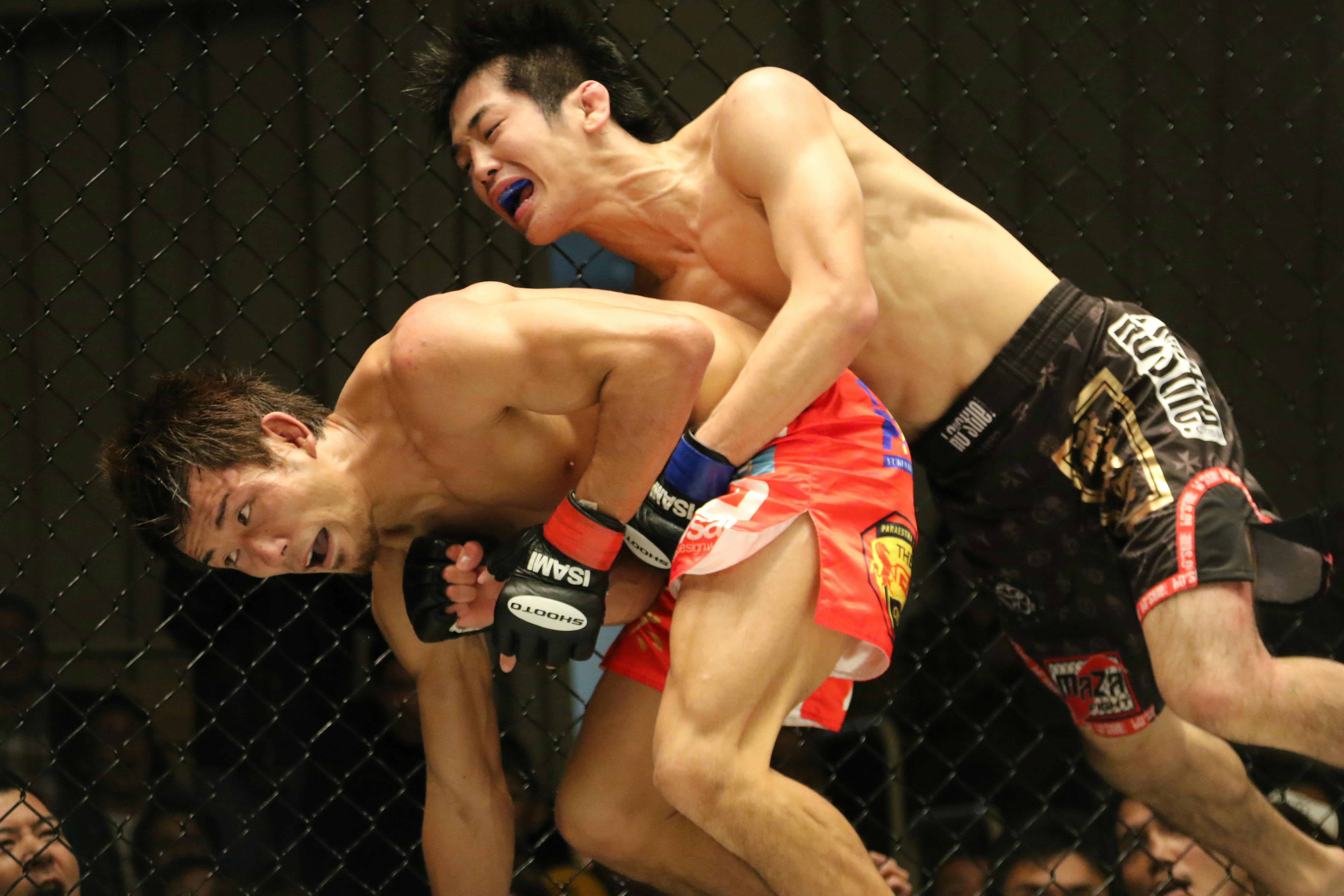 Free stock photo of fight, fighter, fighting