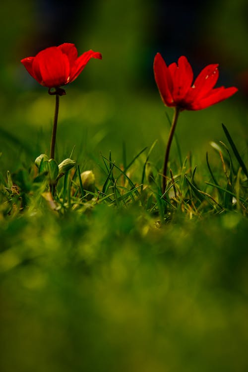 Close-up of Red Flowers Growing on a Meadow 