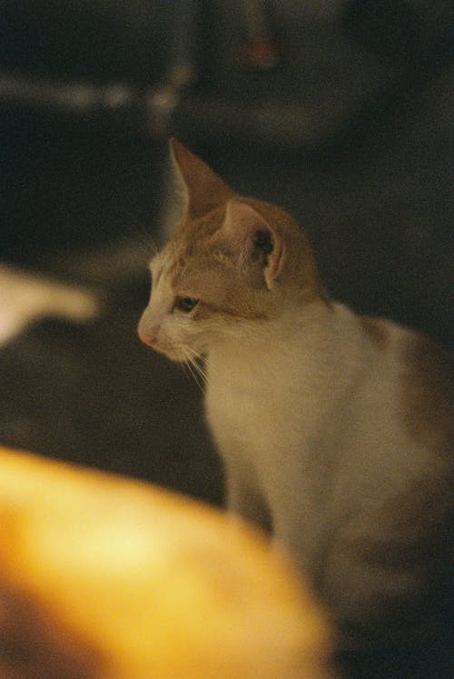 Portrait of Cat Sitting on Ground