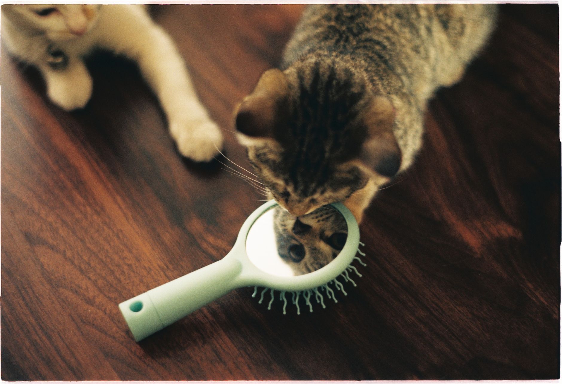 cat grooming brush on wooden floor
