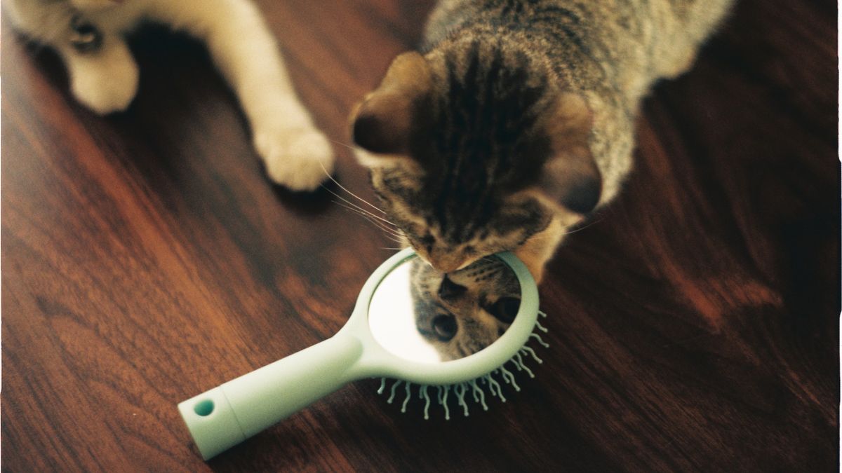 Bien-être des chats dintérieur - illustration