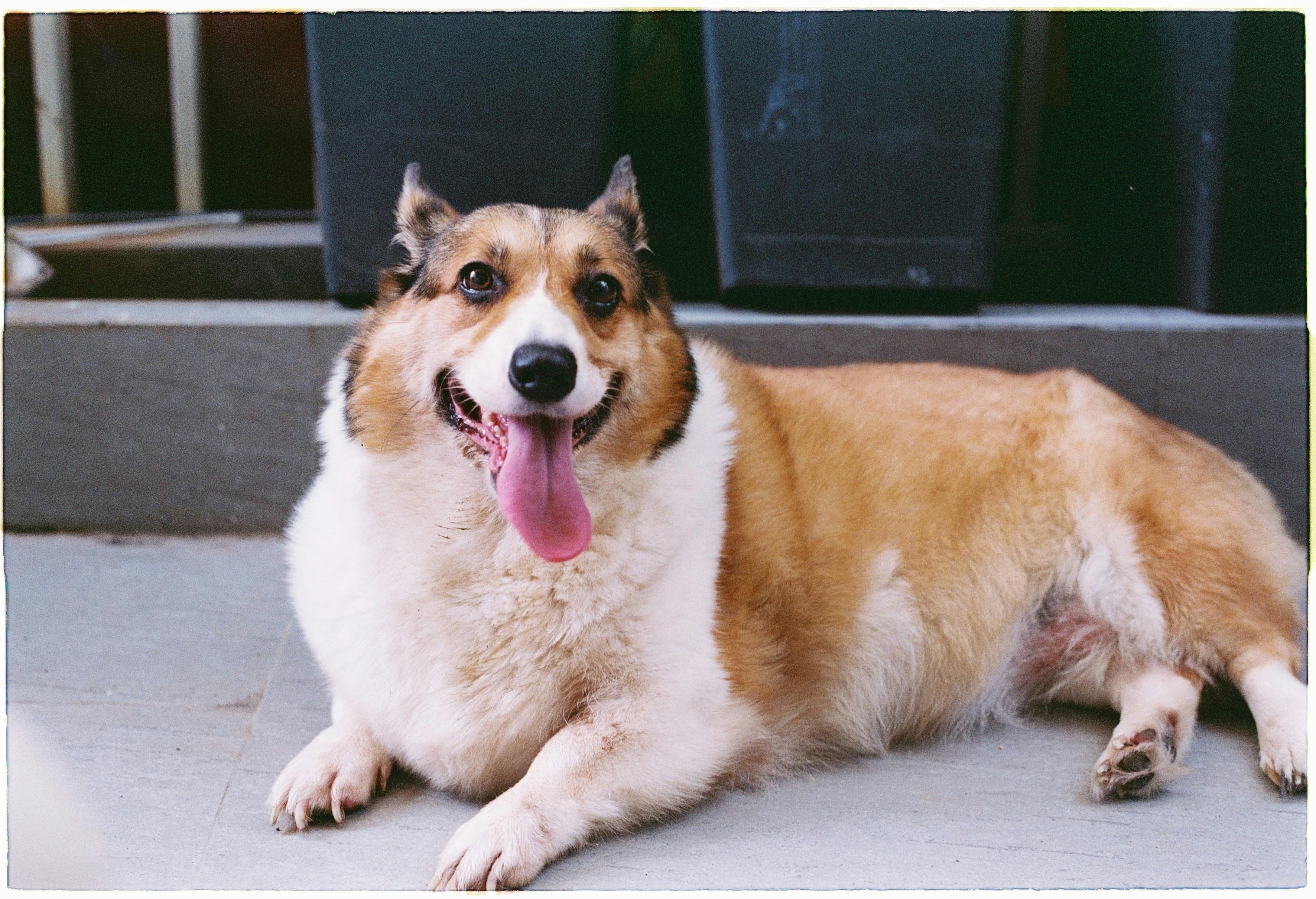 Free Cute corgi dog lying on the ground with its tongue out, looking happy and playful. Stock Photo
