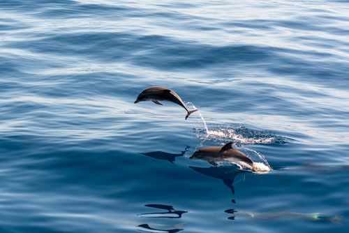 Free Dynamic shot of dolphins jumping above the ocean, showcasing their agility and grace. Stock Photo