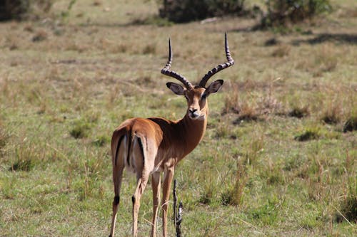 Immagine gratuita di animale, antilope, campo d'erba
