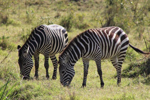 Fotos de stock gratuitas de África, animales, cebras