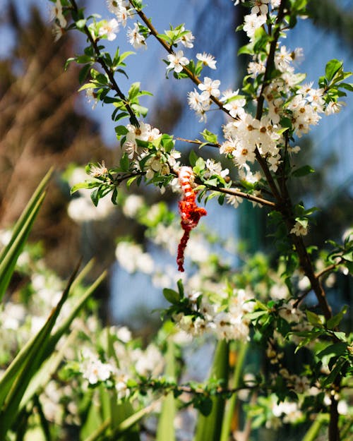 Бесплатное стоковое фото с весна, красный, цветок