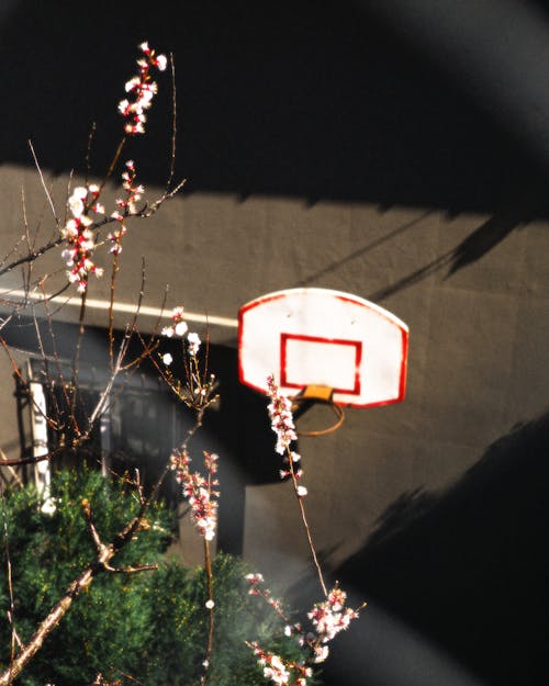 Foto d'estoc gratuïta de anella de la cistella de bàsquet, bàsquet, primavera