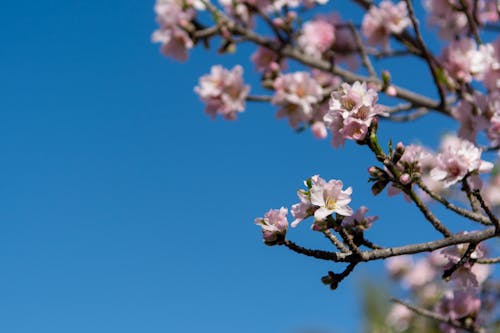 Bright Flowers on Branches