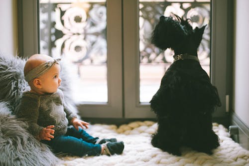 Baby Beside Scottish Terrier