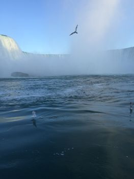 A seagull soars over the misty waters of Niagara Falls under a clear blue sky.
