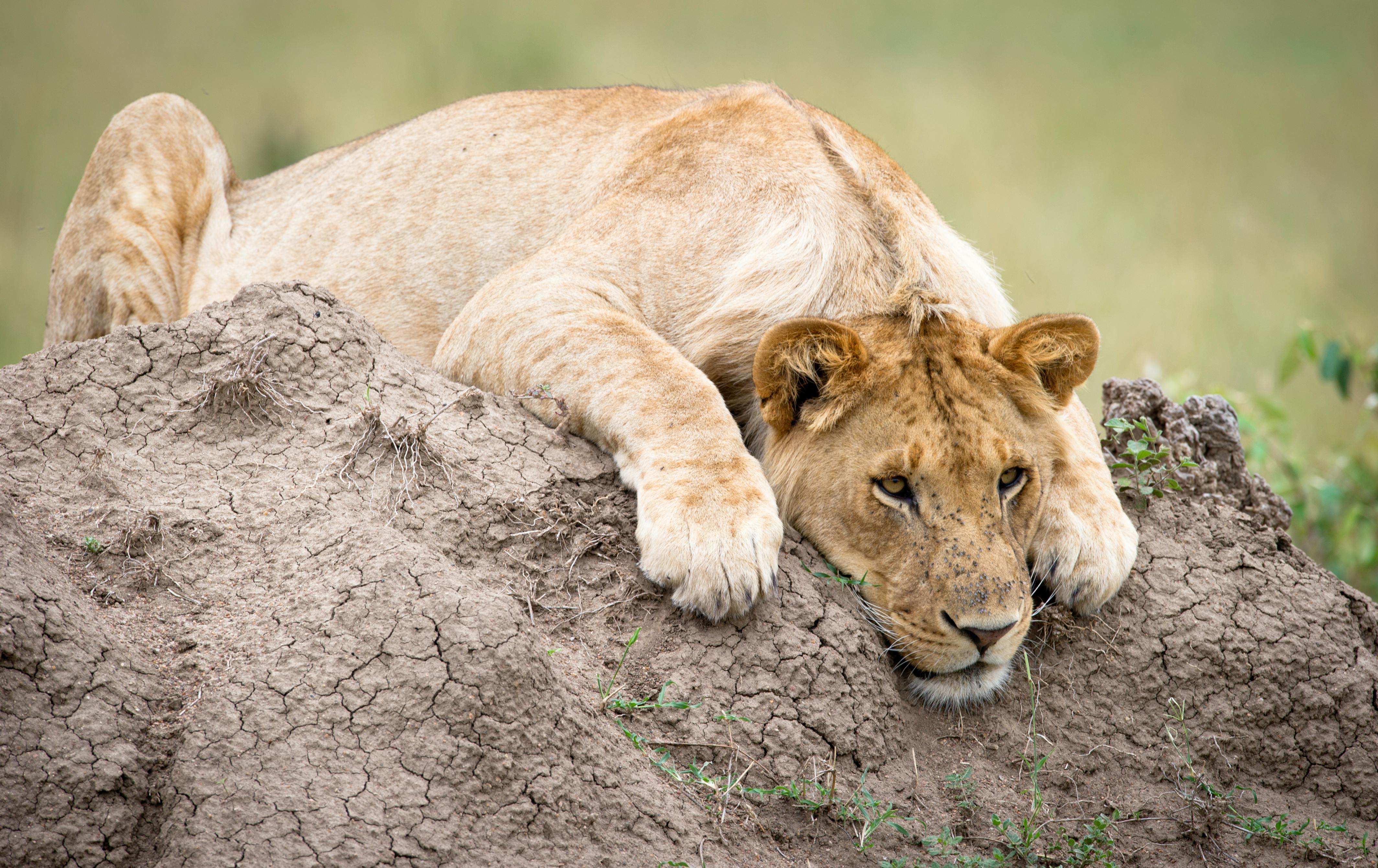 Free stock photo of Afrika, divočina, divoké zvíře
