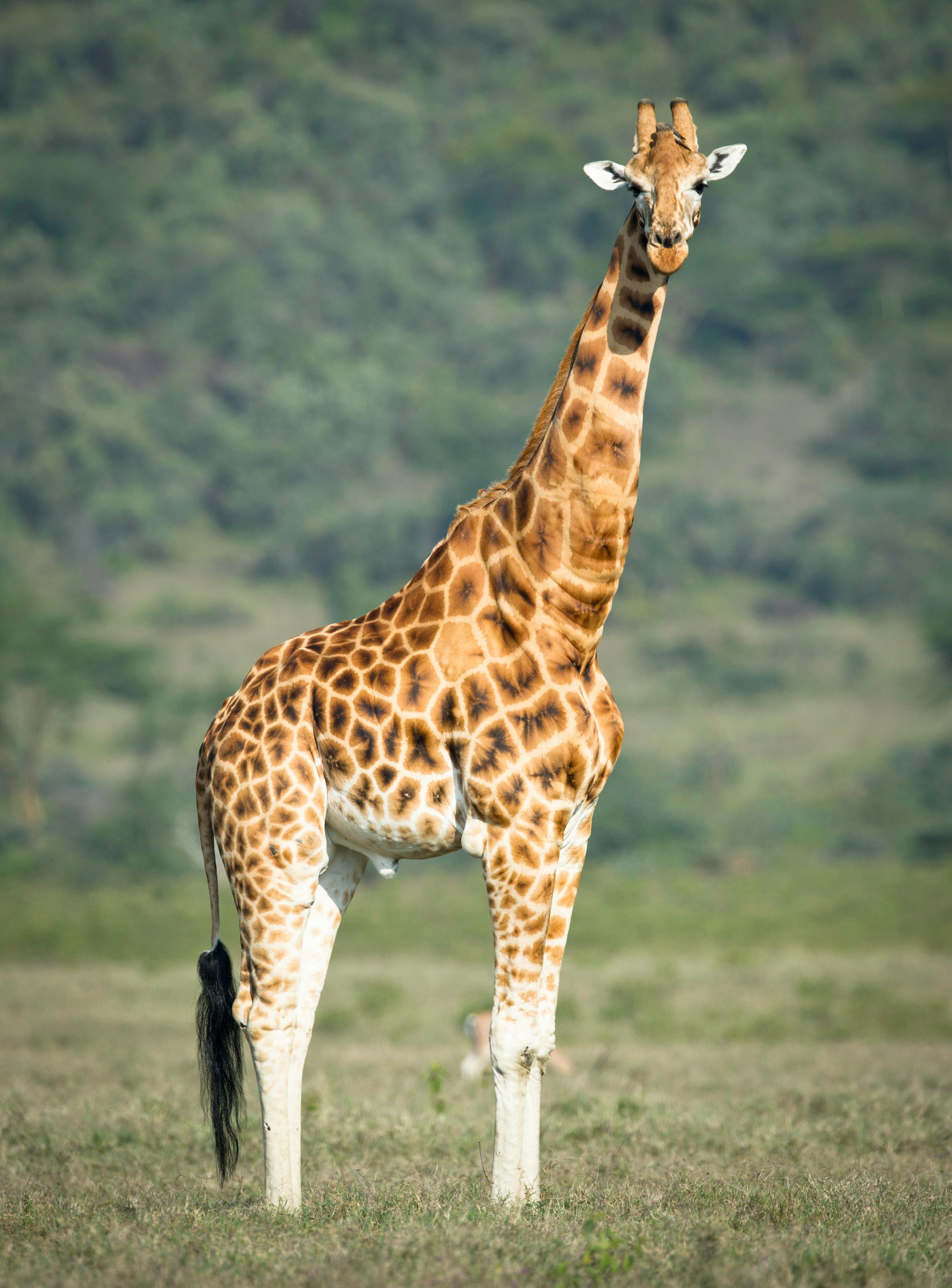 Giraffes Images