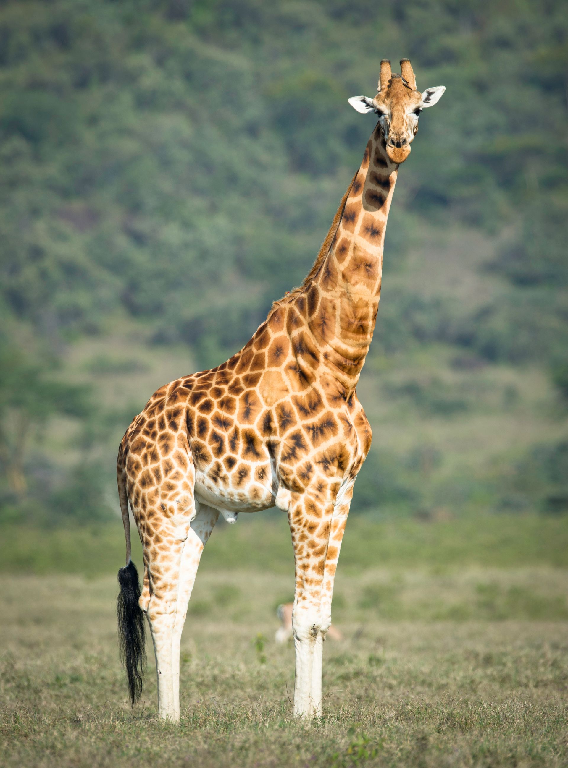 Safari vehicle on the Maasai Mara plains at sunrise