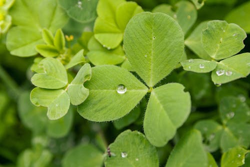 Close-up of Water Drops on the Clover Leaves 