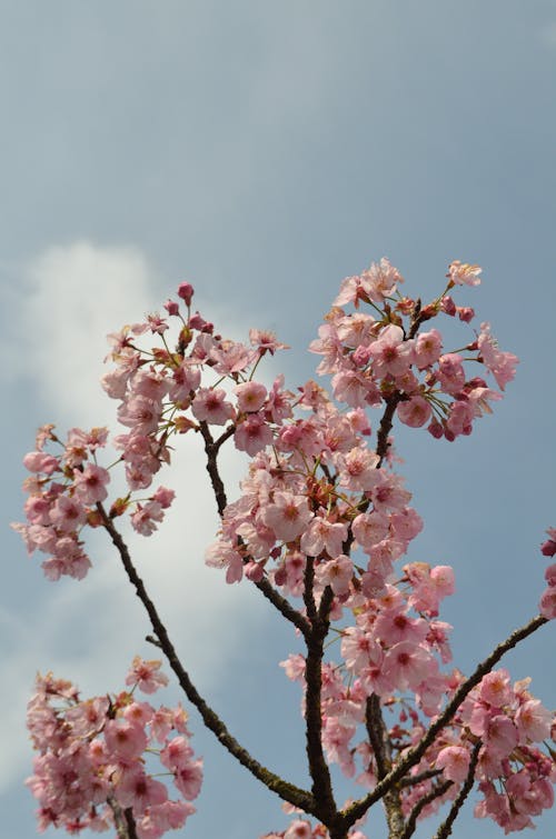 Foto d'estoc gratuïta de arbre, branques, flor de cirerer