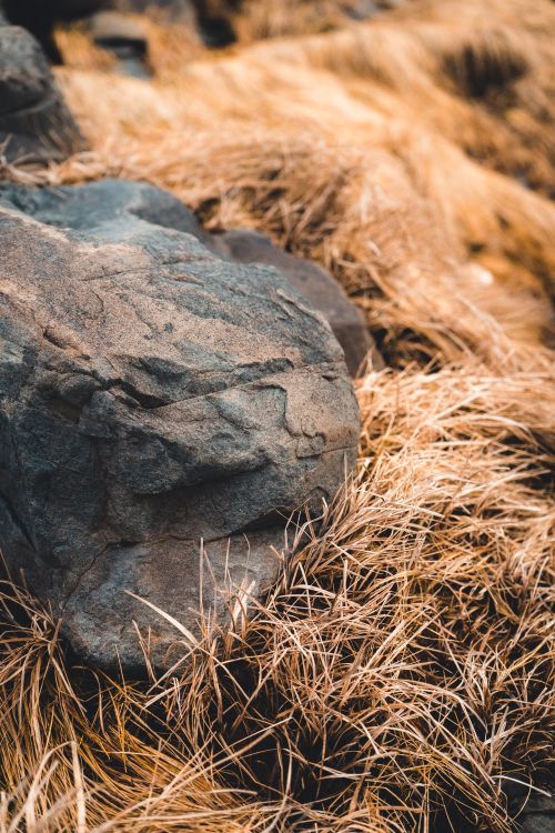 Free A detailed close-up of a boulder surrounded by dry grass, showcasing nature's textures. Stock Photo