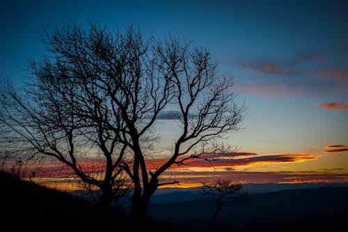 Foto profissional grátis de árvore, montanhas, nascer do sol