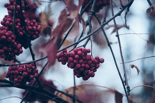 Free Red Currant Under White Sky Stock Photo