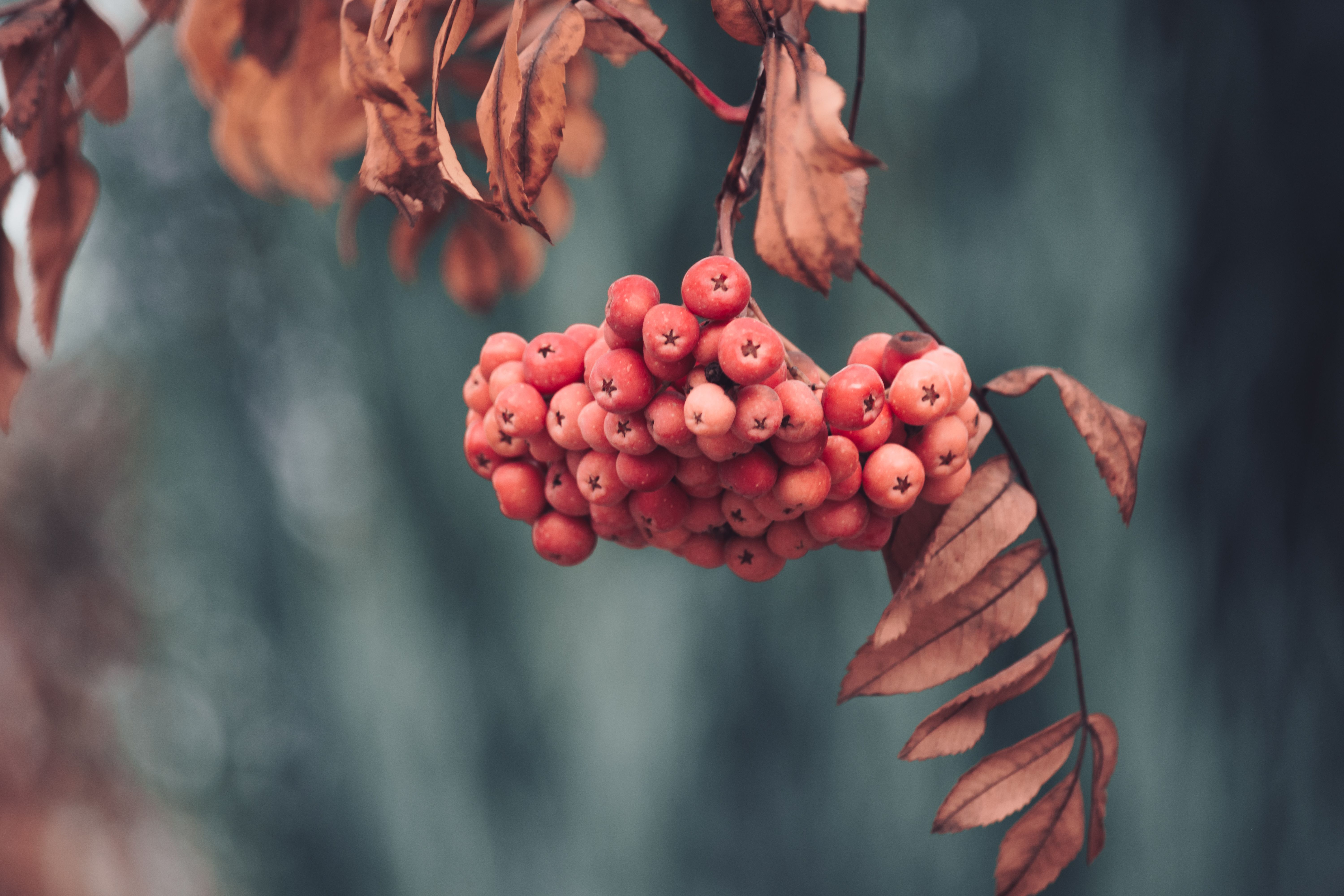 A cluster of vibrant red berries hanging from a branch with dry brown leaves, showcasing autumn beauty.