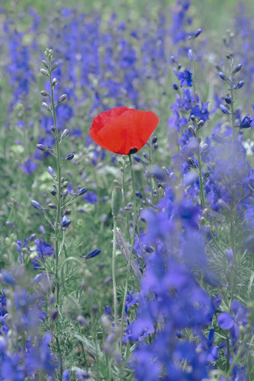 Puppy Among Flowers on Meadow