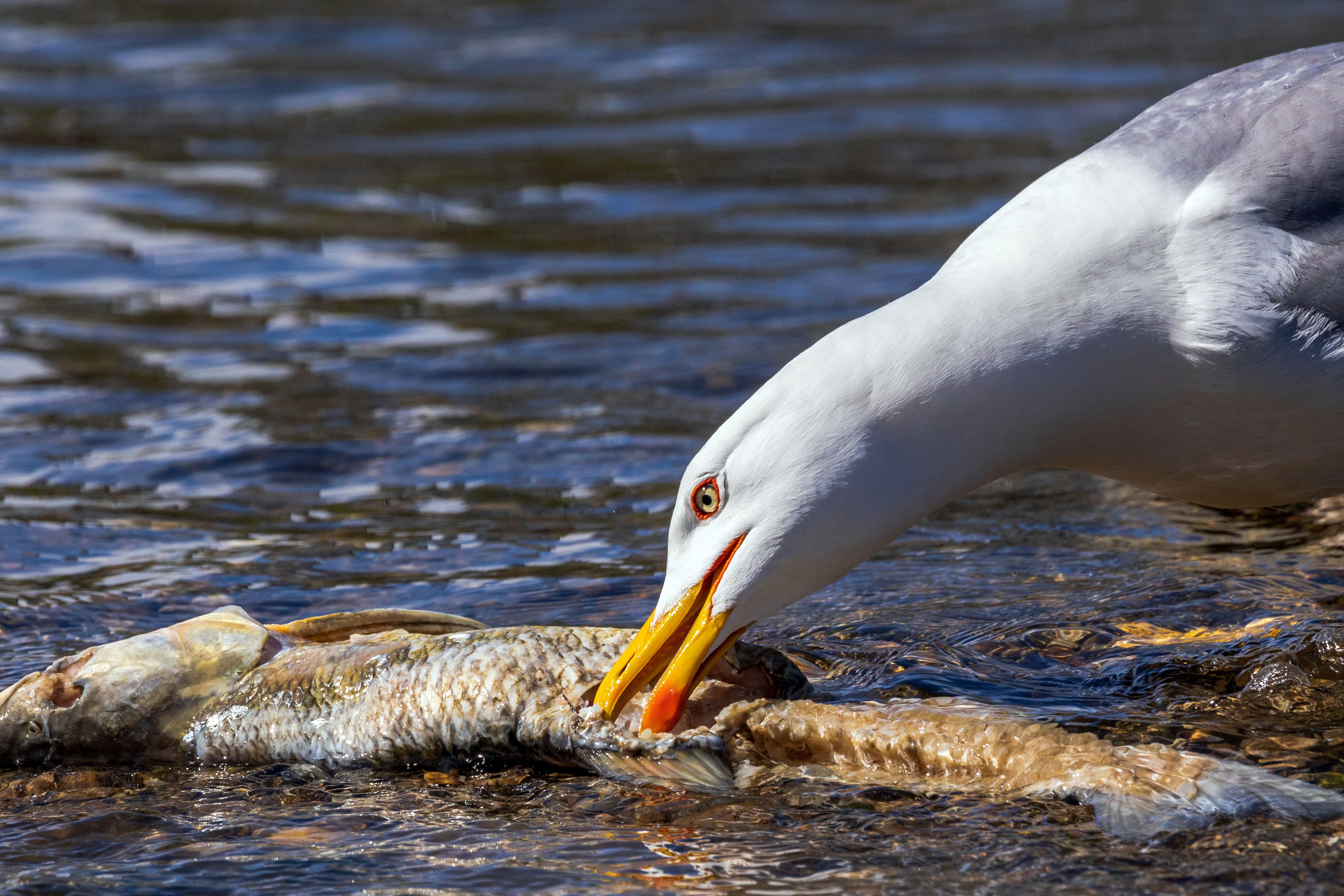 Close-up of a seagull catching and eating a fish in nature, showcasing wildlife behavior.