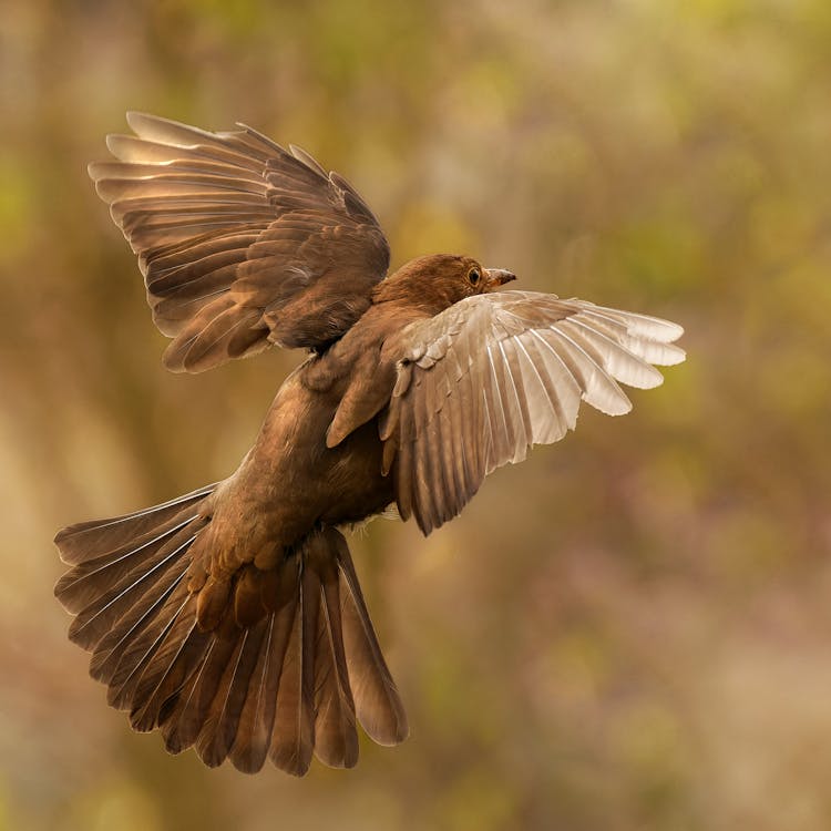 Sparrow In Flight With Spread Wings