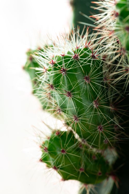 Free Detailed close-up of a green cactus with sharp thorns against a white background. Stock Photo