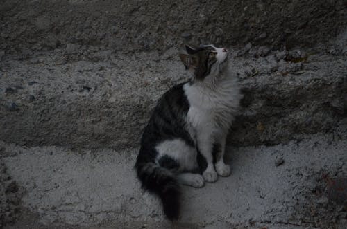 Cat Sitting under Stone Wall