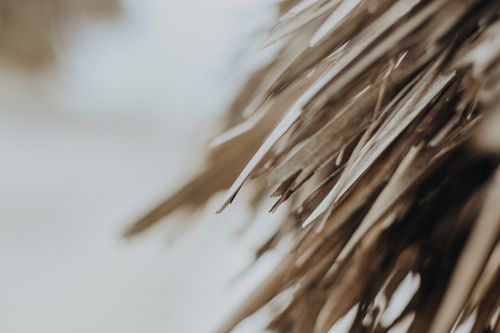 Free Detailed textured close-up of a thatched roof on Canoa Quebrada, offering rustic beach vibes. Stock Photo