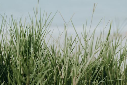 Free Close-up of green grass with a blurred beach background at Canoa Quebrada, Brazil. Stock Photo