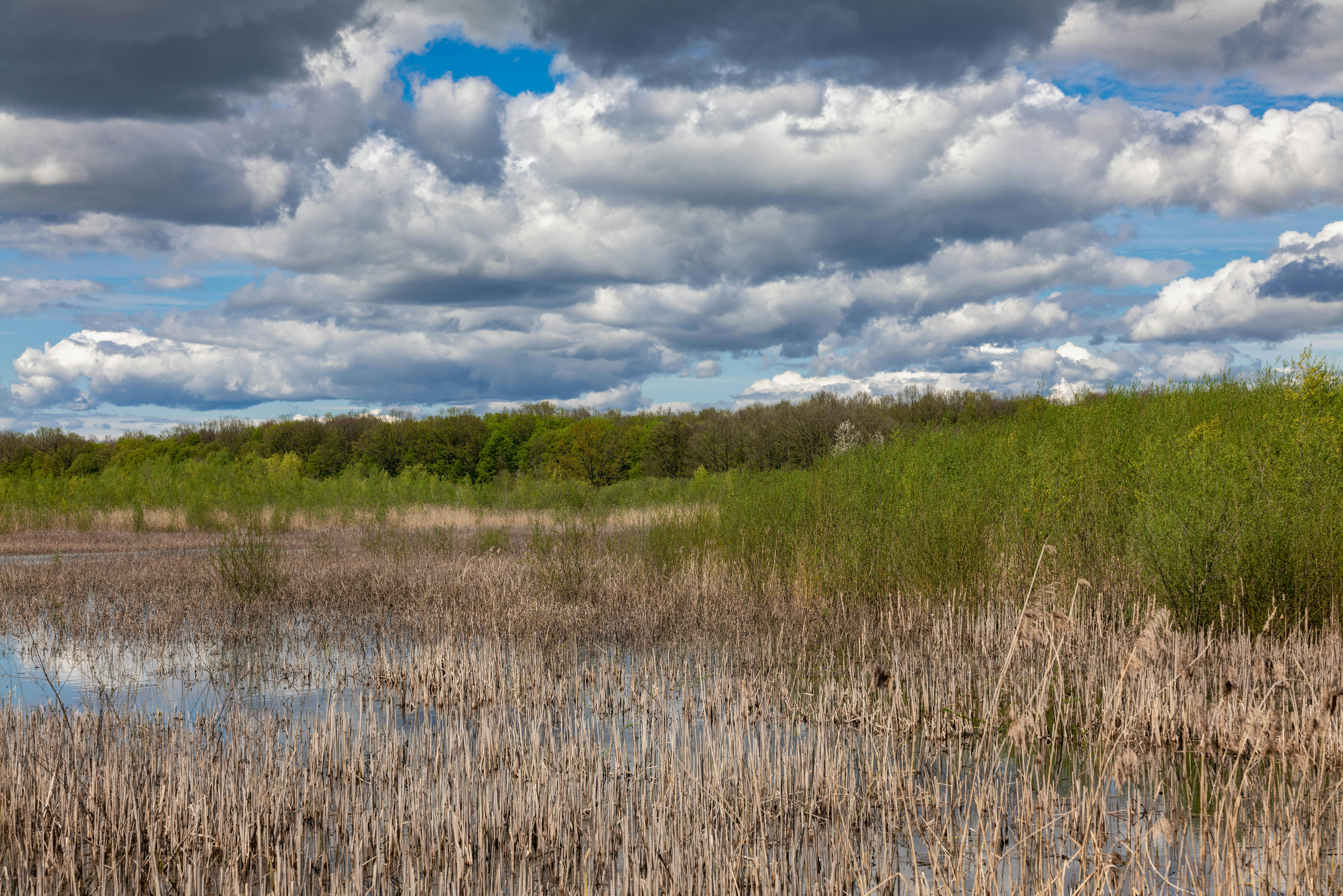 Rushes on Lakeshore · Free Stock Photo