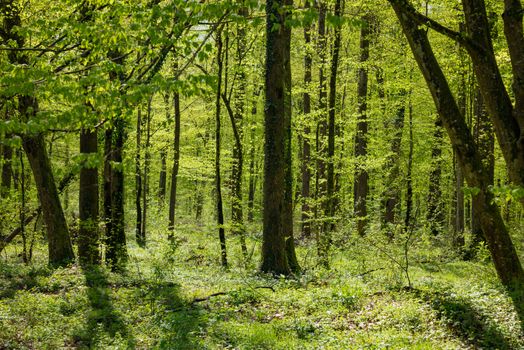 Discover the vibrant green hues of a springtime forest in Garešnica, Croatia.