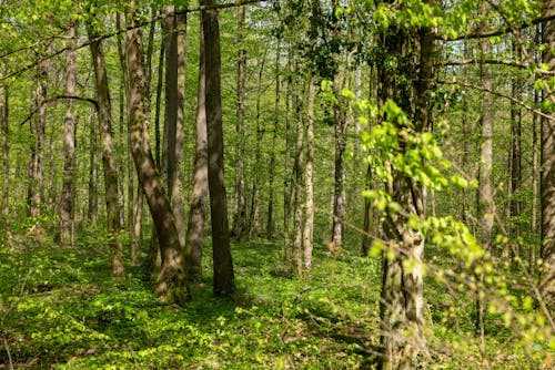 Fotos de stock gratuitas de arboles, belleza, bosque