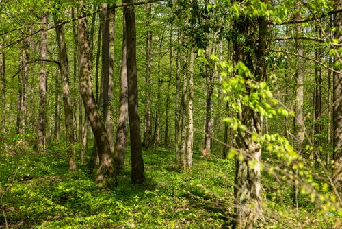 Free A vibrant green forest in spring with sunlight filtering through the leaves, showcasing nature's beauty. Stock Photo