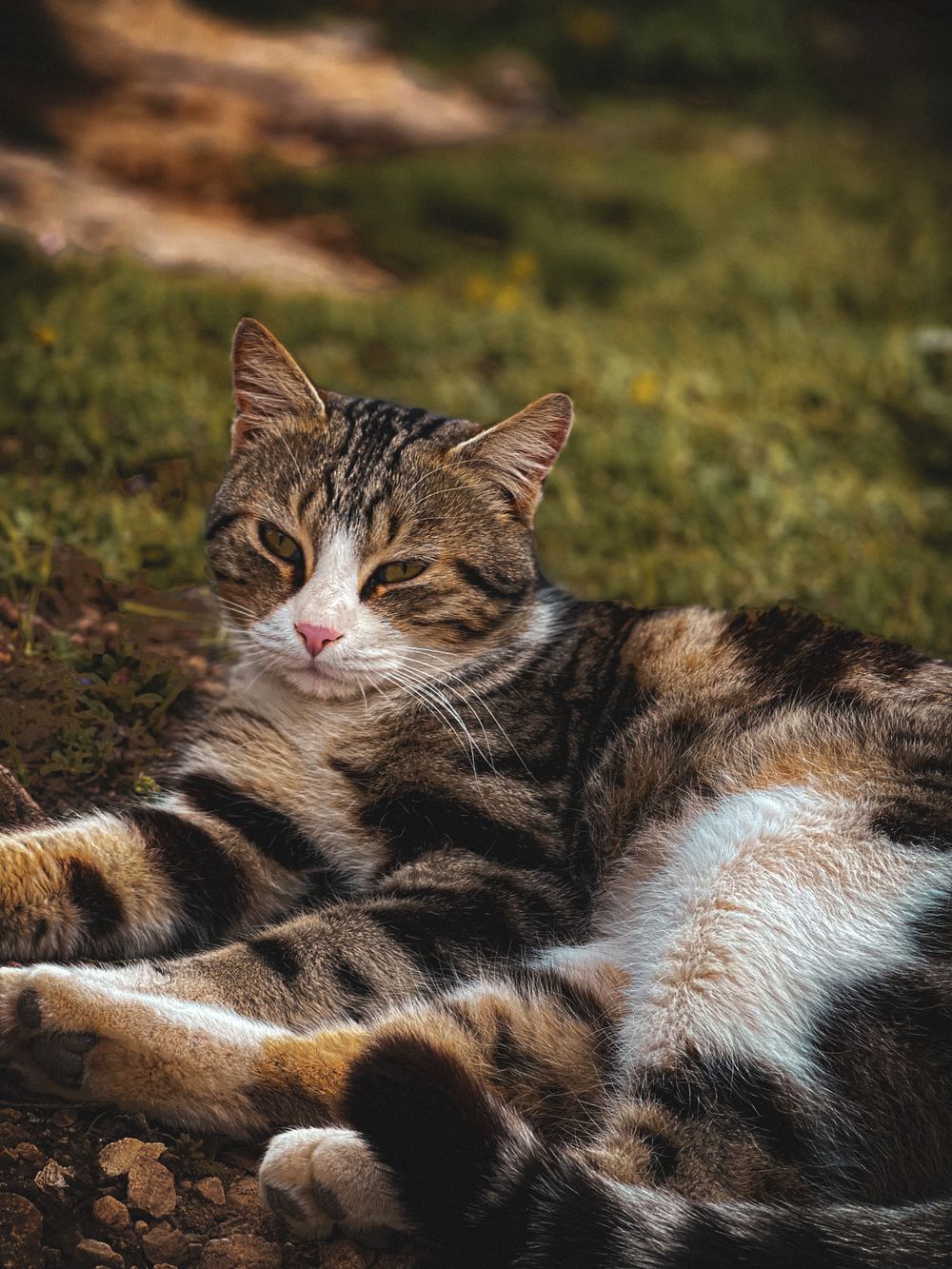 Sind Straßenkatzen glücklicher? Wohnungskatze vs. Freigang ehrlich erklärt - 1