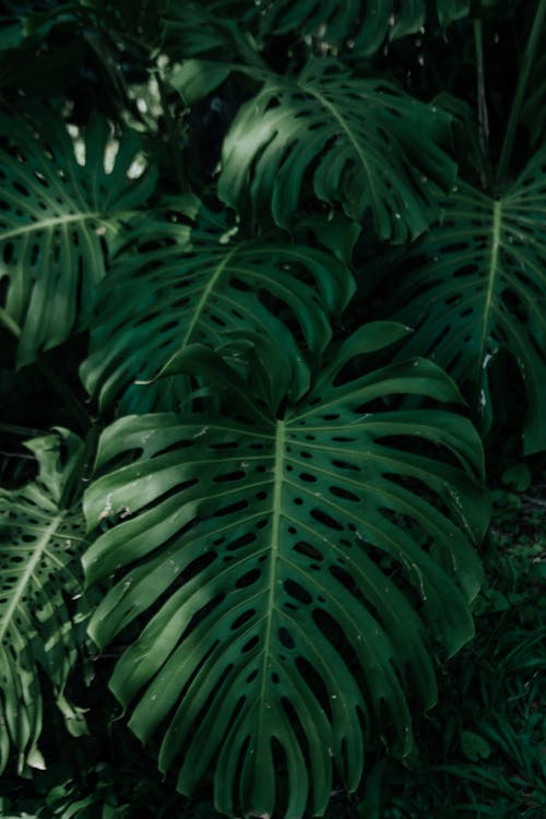 Close up of Green Leaves