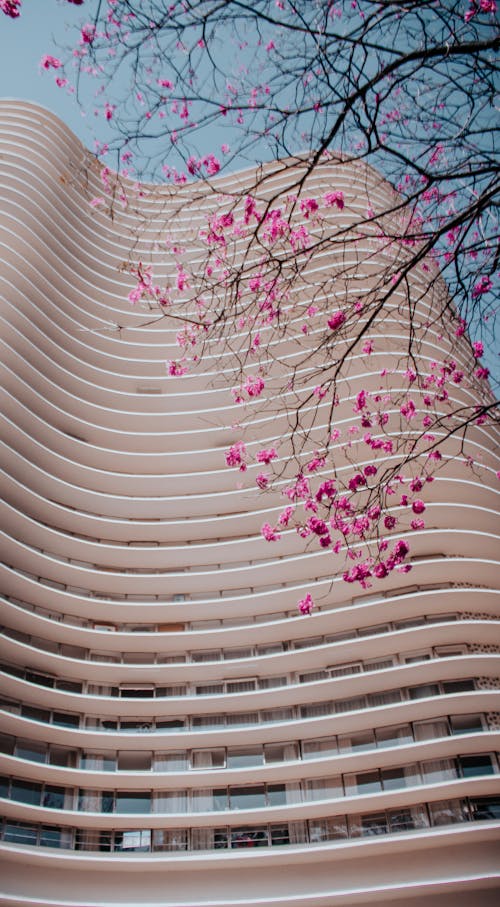 Low Angle Shot of a Modern Building Facade and a Cherry Blossom 