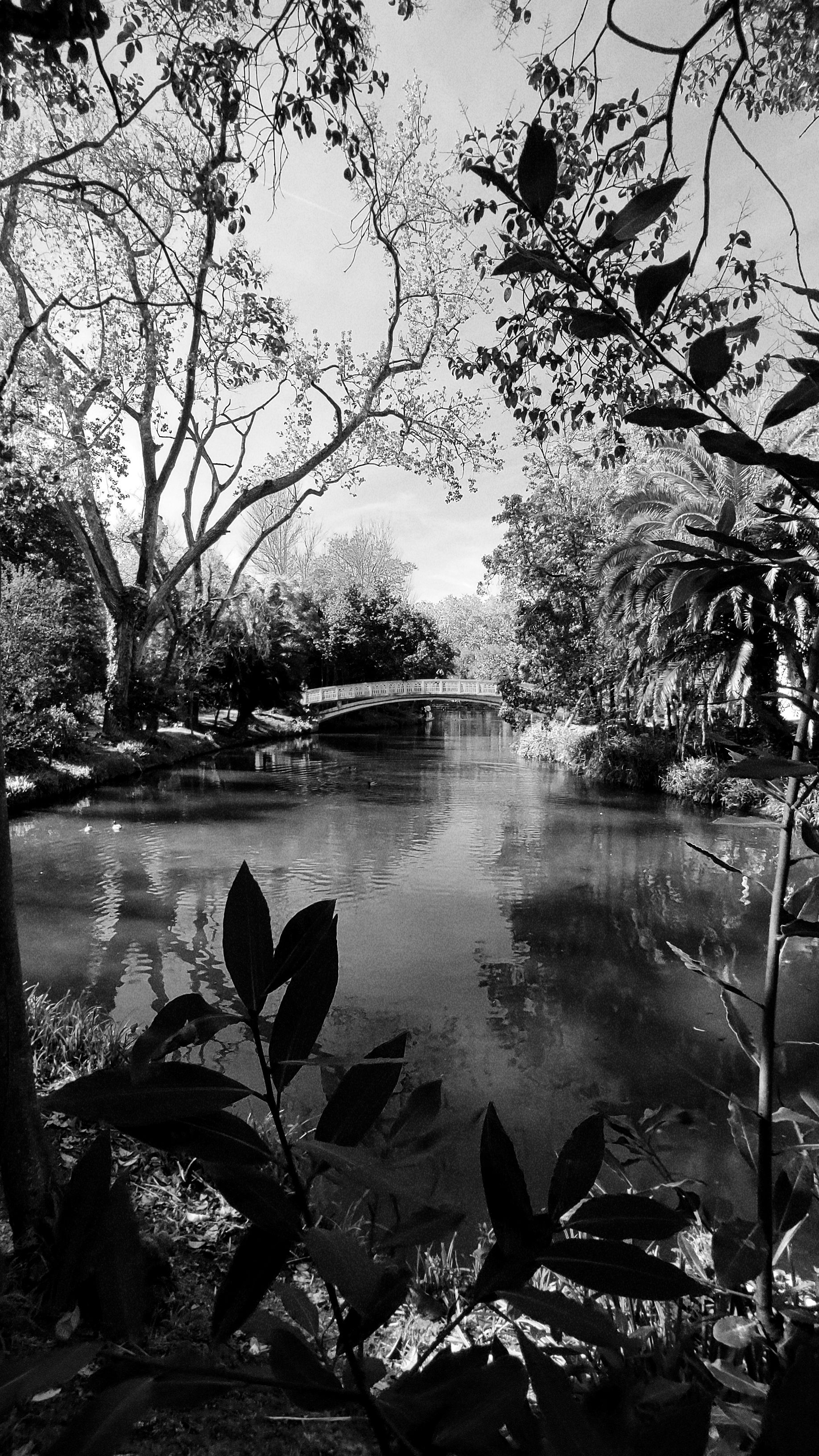 Fotomural Foto en blanco y negro de una escena serena del parque en Aveiro, Portugal, con un puente sobre un canal.