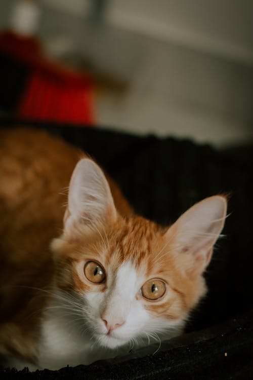 Fotobanka s bezplatnými fotkami na tému biela a oranžová mačka, domáce zviera, domáci