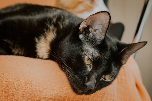 Free A cozy black cat resting peacefully on an orange sofa, expressing comfort. Stock Photo