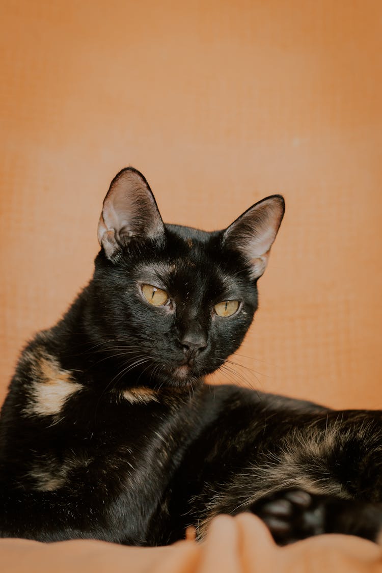 Black Cat Lying On Bed