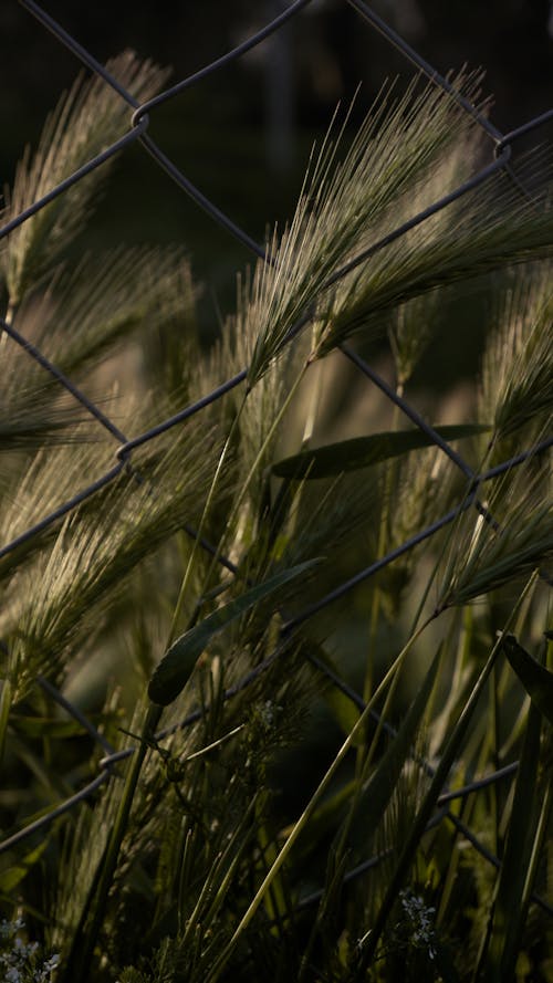 alan, buğday, çim içeren Ücretsiz stok fotoğraf