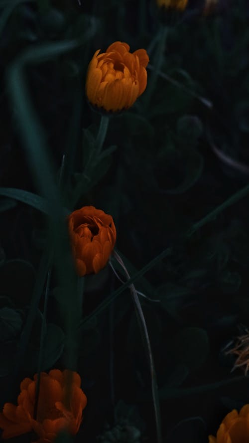 Ilmainen kuvapankkikuva tunnisteilla kukat