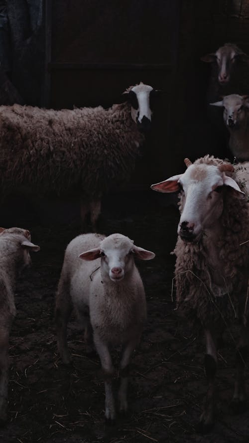 Sheep Herd on Farm