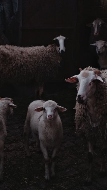 2026 Yılı Güncel Rehberi: Kurban İçin Vekalet Nasıl Verilir? Tüm Detaylar ve Dini Hükümler 4 A herd of sheep standing in a dimly lit barn, showcasing natural woolly textures.