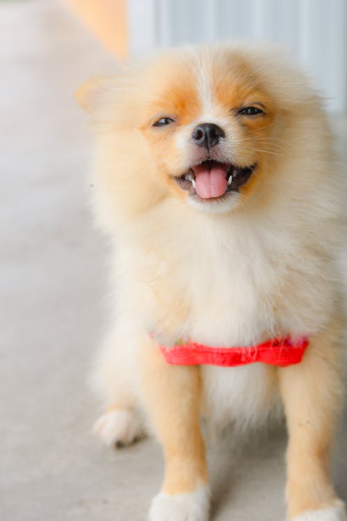 Free Pomeranian Puppy Stock Photo