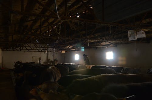 A Person Working in a Barn Full of Cows 