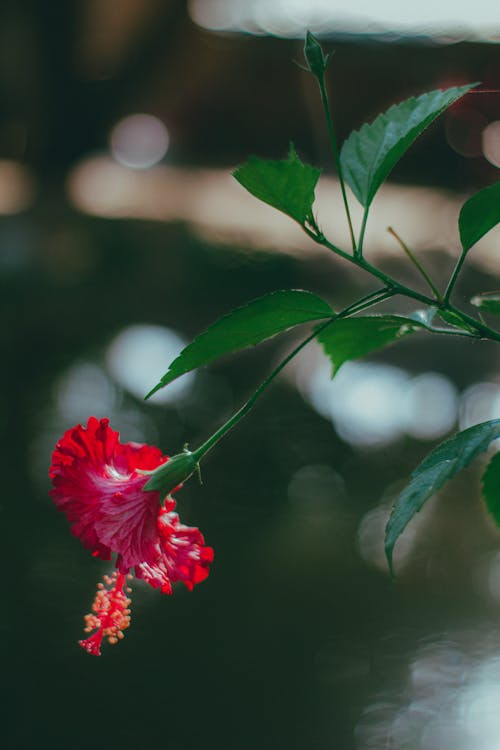 Close-up of a Red Flower 